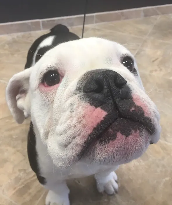All Paws Riverside Animal Hospital 10