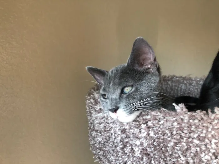 All Paws Riverside Animal Hospital 9