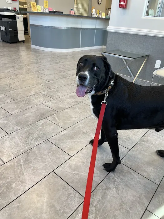 Animal Emergency Clinic 12