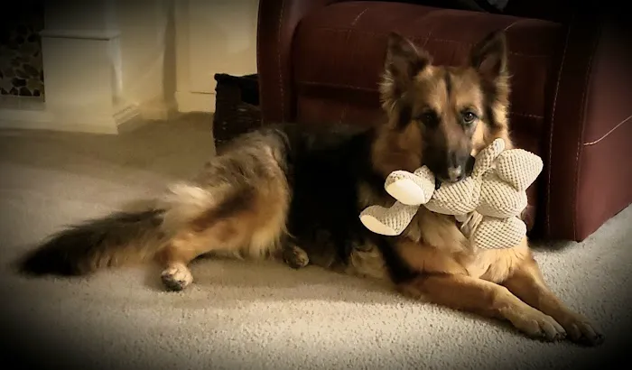 Moreno Valley Animal Hospital 2