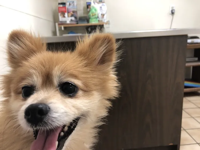 Loma Linda Animal Hospital 3
