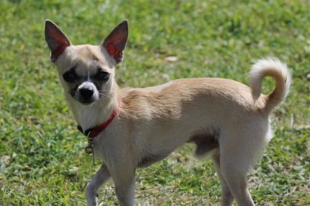 Loma Linda Animal Hospital
