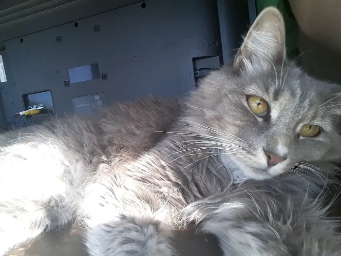 Moreno Valley Animal Clinic 7