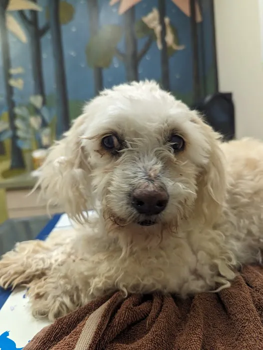 Moreno Valley Animal Clinic 9