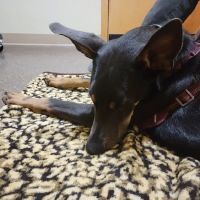 Bellingham Veterinary ico