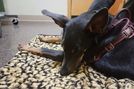 Bellingham Veterinary
