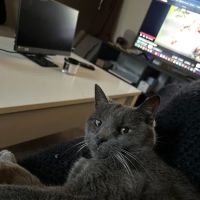 Bellingham Veterinary: Edmund Sullivan, DVM ico