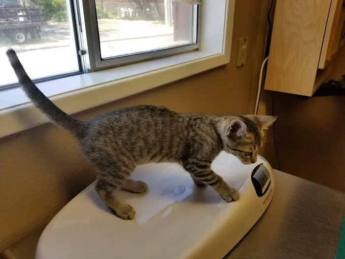 Chuckanut Valley Feline Center 12