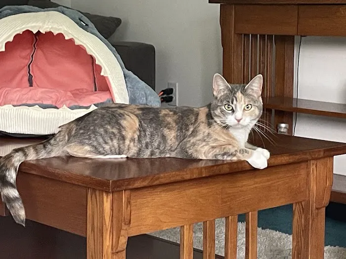 Chuckanut Valley Feline Center 12