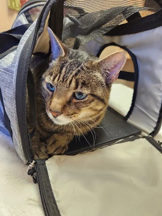 Chuckanut Valley Feline Center 12