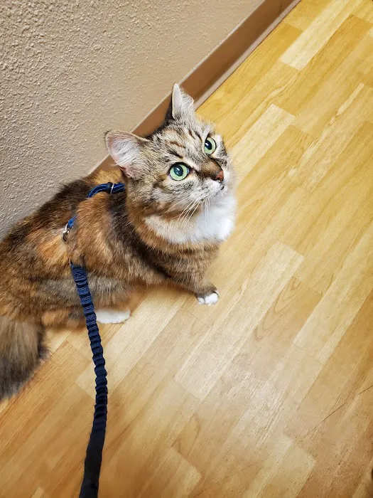Chuckanut Valley Feline Center 12