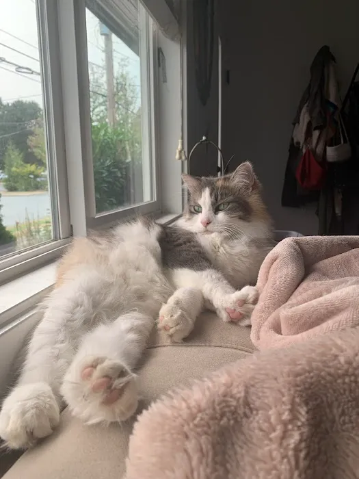 Chuckanut Valley Feline Center 12
