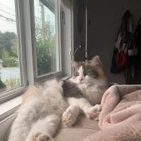 Chuckanut Valley Feline Center ico