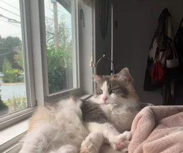Chuckanut Valley Feline Center
