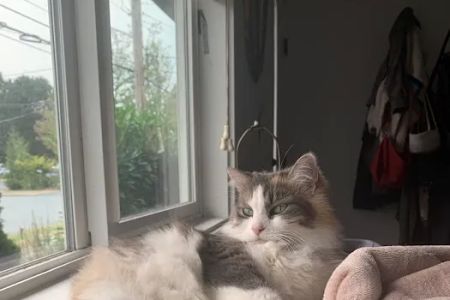 Chuckanut Valley Feline Center