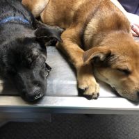 Fountain Veterinary Hospital ico