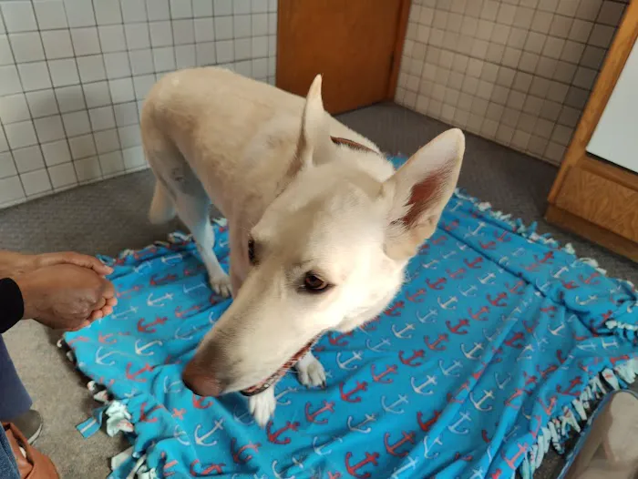 Fountain Veterinary Hospital 12