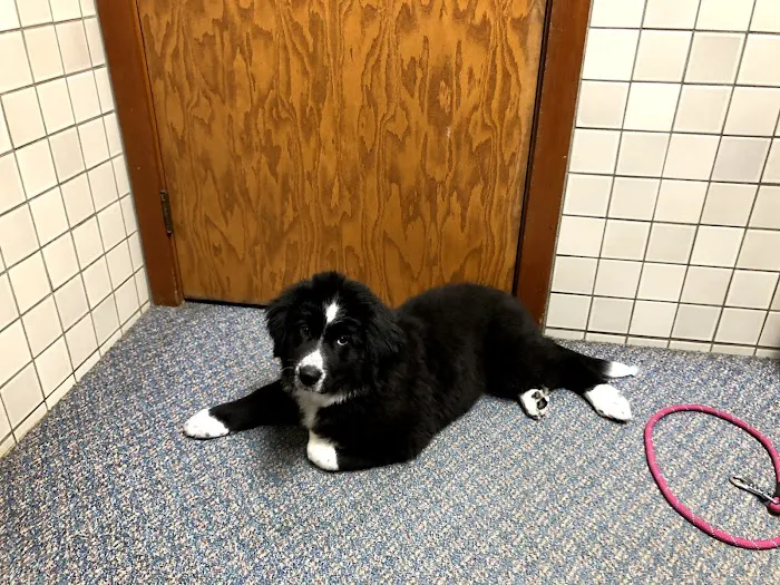 Fountain Veterinary Hospital 12