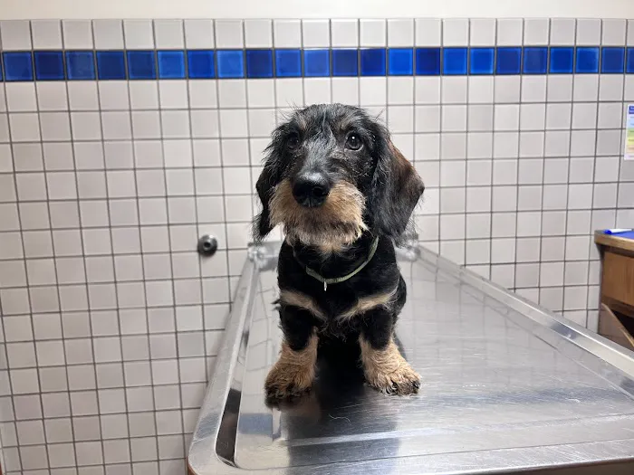 Fountain Veterinary Hospital 12
