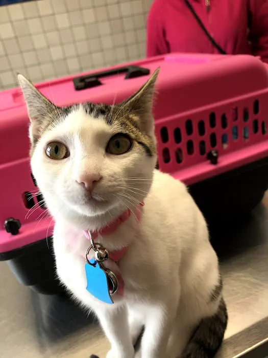 Fountain Veterinary Hospital 12