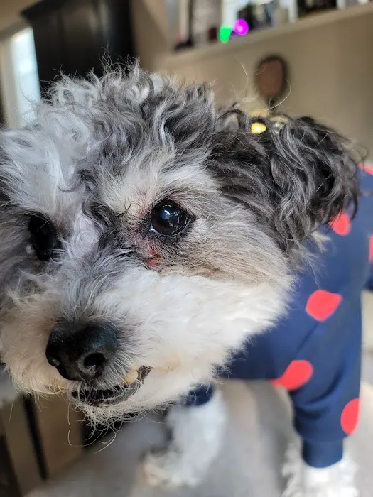 Meridian Street Veterinary 12