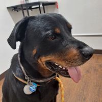 Meridian Street Veterinary ico