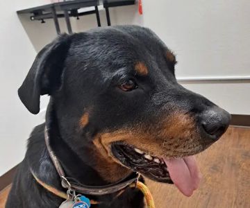 Meridian Street Veterinary