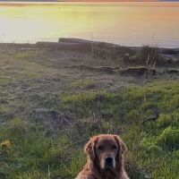 Maplewood Animal Hospital ico