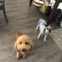 Giddings Veterinary Clinic ico