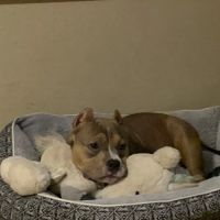 Mitschke Veterinary Services ico