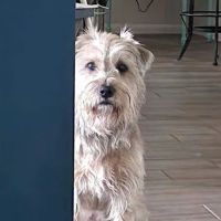 Texas Star Animal Hospital ico