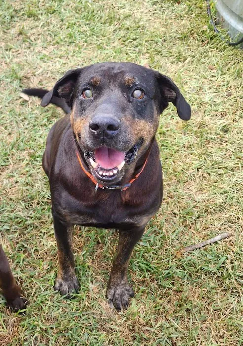 Texas Star Animal Hospital 5