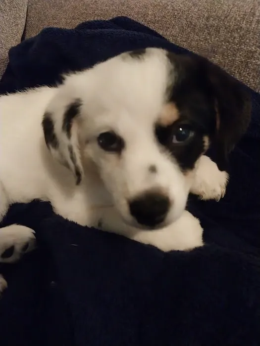 Texas Star Animal Hospital 9