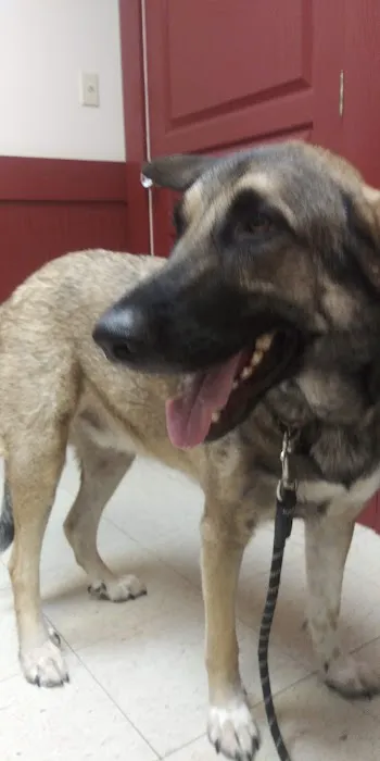 Texas Star Animal Hospital 6