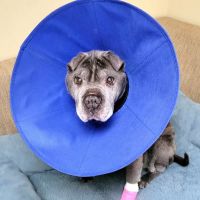 Eastport Animal Hospital ico