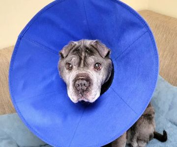 Eastport Animal Hospital