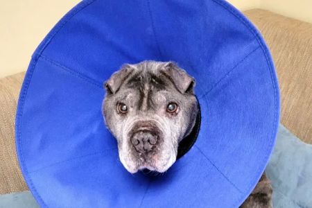 Eastport Animal Hospital