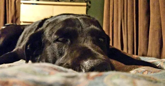 Eastport Animal Hospital 12