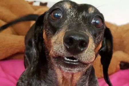 The Moriches Hospital For Animals
