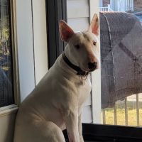 Floyd Harbor Animal Hospital ico