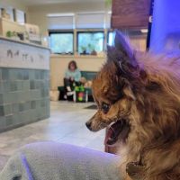 Hampton Veterinary Hospital ico