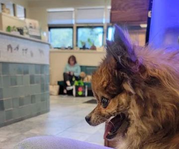 Hampton Veterinary Hospital