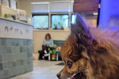 Hampton Veterinary Hospital