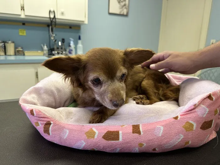Aquebogue Veterinary Hospital 9