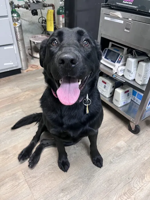 Aquebogue Veterinary Hospital 1