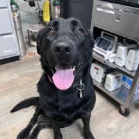 Aquebogue Veterinary Hospital ico