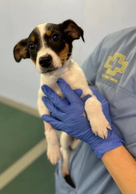 Bideawee Animal Hospital 4