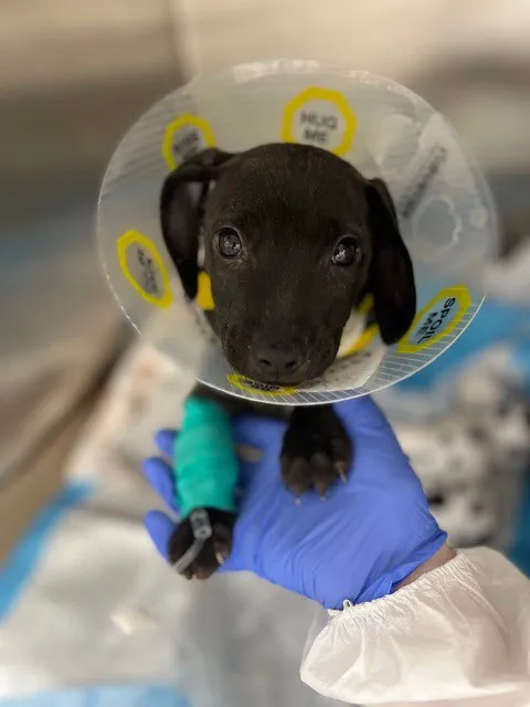 Bideawee Animal Hospital 8