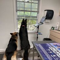 Bideawee Animal Hospital ico