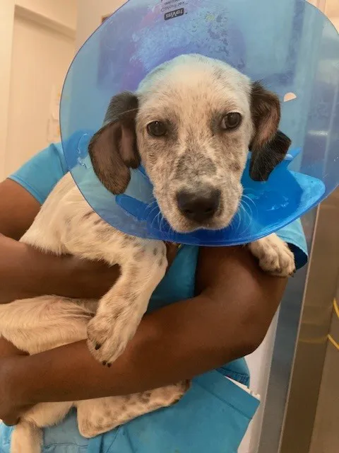 Bideawee Animal Hospital 6
